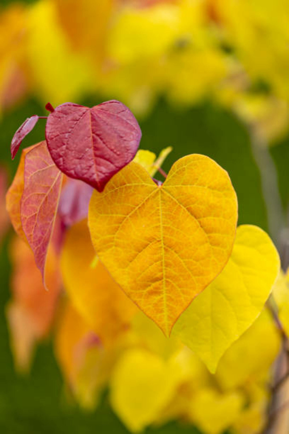 Cercis canadensis hearts of gold c15l baliveau 150/250 cm (hors pot)