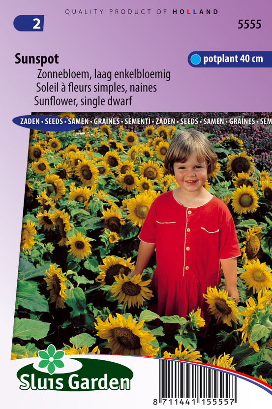 Tournesol à fleur simple naine sunspot, le sachet / 1.4g / ±25 graines