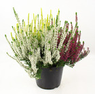 Plant de bruyere calluna tricolore  pot 17 cm