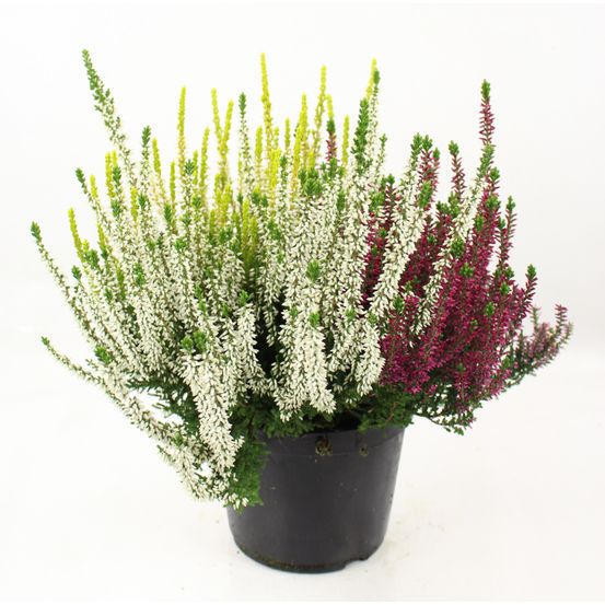 Bruyère calluna tricolore pot 17 cm