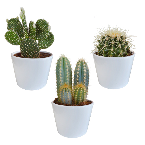 3x cactus mix - plante succulente - plante d'intérieur - pots blancs - ⌀10.5 cm - ↕15-20 cm