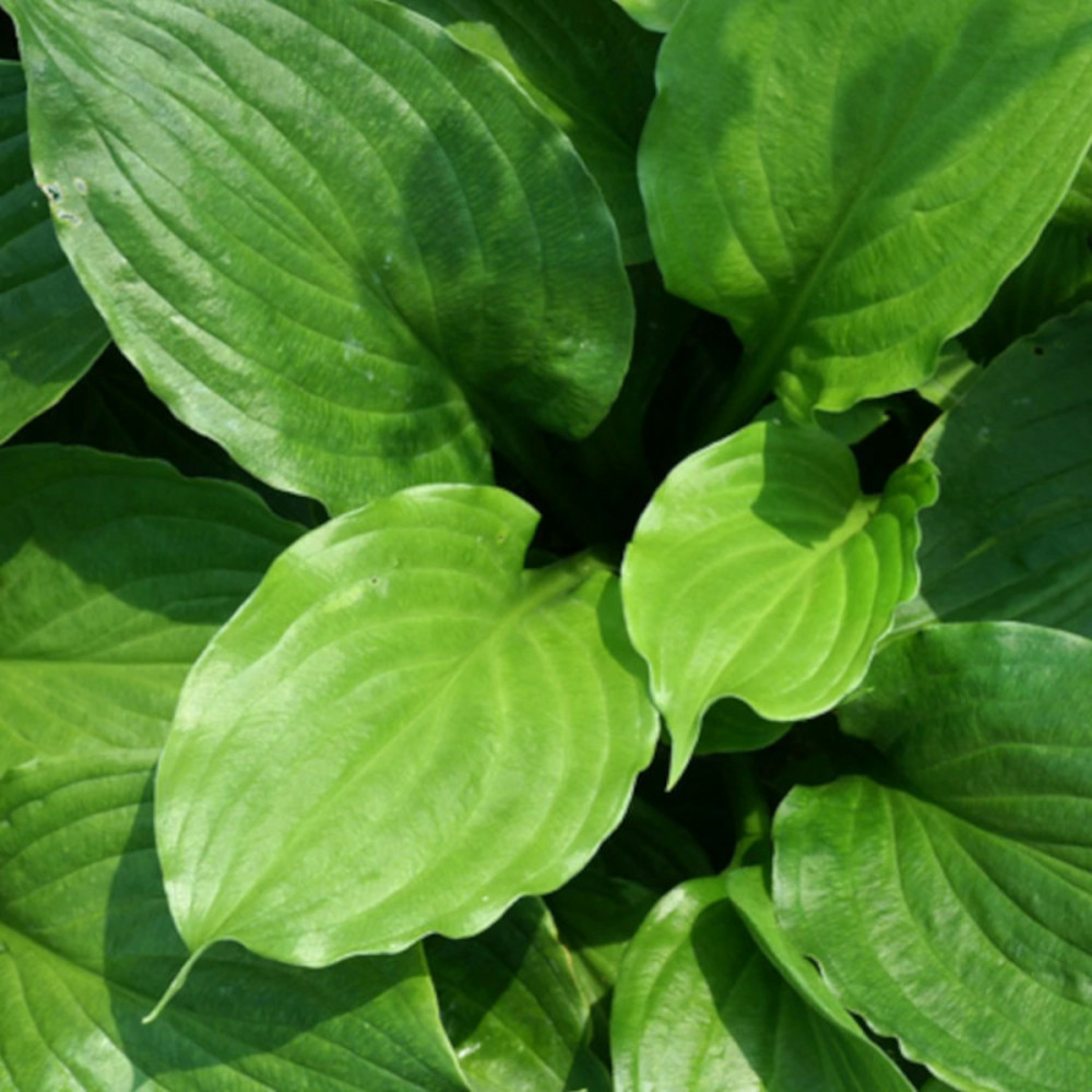 Hosta ventricosa lot de 5 godets