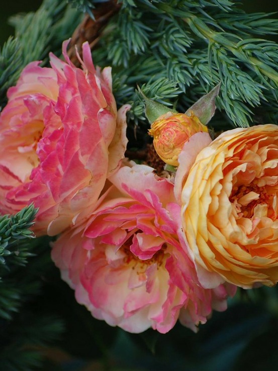 Rosier générosa® 'rosomane janon'® pot de 4l/5l