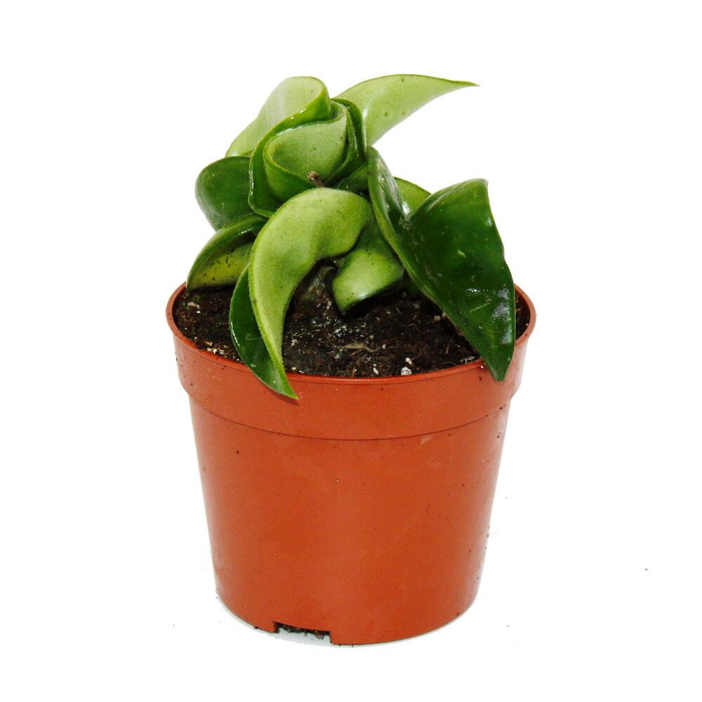 Mini plante - hoya carnosa compacta - fleur de porcelaine charnue - fleur de cire - baby-plant - pot 6,5cm