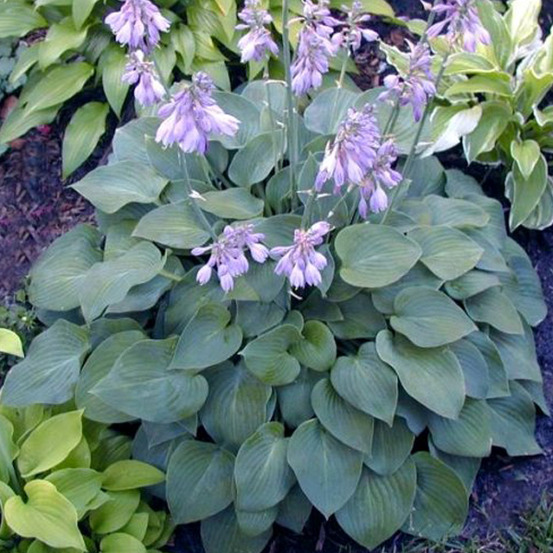 6 x hosta 'blue cadet' - hosta 'blue cadet' - godet 9cm x 9cm