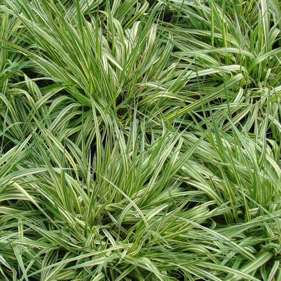 Molinie bleue 'variegata' godet de 8/9 cm