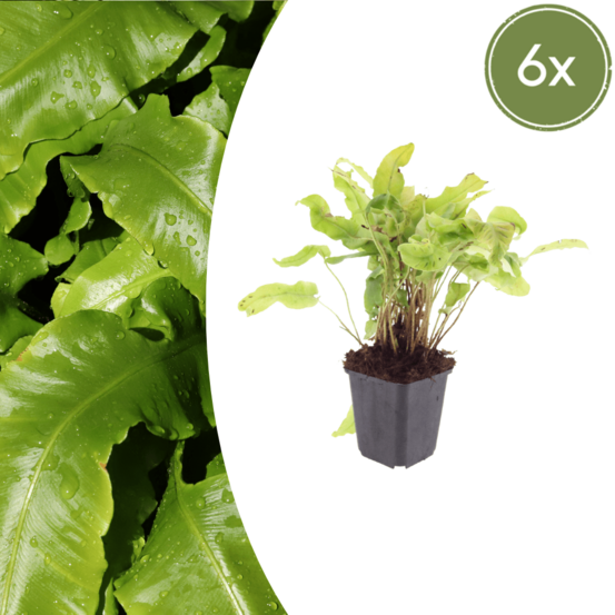 Lot de 6 - fougère langue de cerf (asplenium scolopendrium) ''