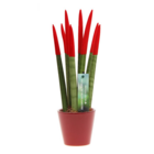 Sansevieria cylindrica - velvet touchz - pot décoratif rouge inclus - hauteur 20-40cm - pot 9cm