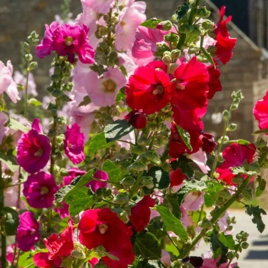 Rose trémière variée lot de 5 godets