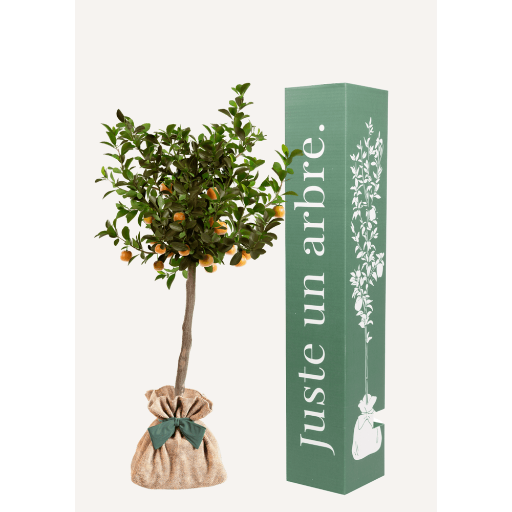 Calamondin| idée cadeau : naissance, mariage, anniversaire, baptême
