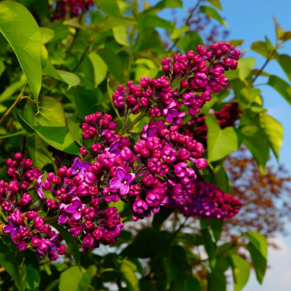 Lilas commun 'charles joly' (syringa vulgaris)