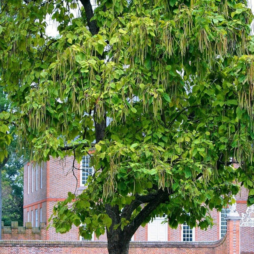 Catalpa commun, catalpa bignonioides pot de 7,5l - 80/100 cm
