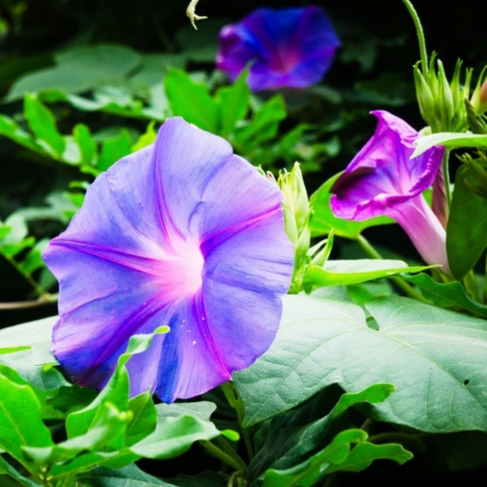 Graines de fleurs giroflée multicolores, environ 40 graines par paquet, 5 paquets