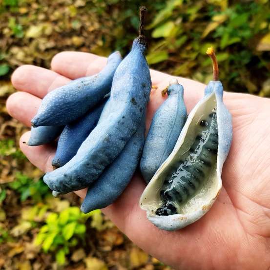 Arbre aux haricots bleus - arbres aux saucisses bleues pot de 7,5l/10l