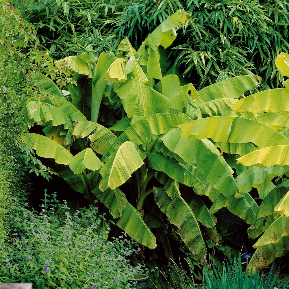 Bananier du japon - le pot / ø 10.5cm / hauteur livrée environ 10.5cm, vendu par lot de 2