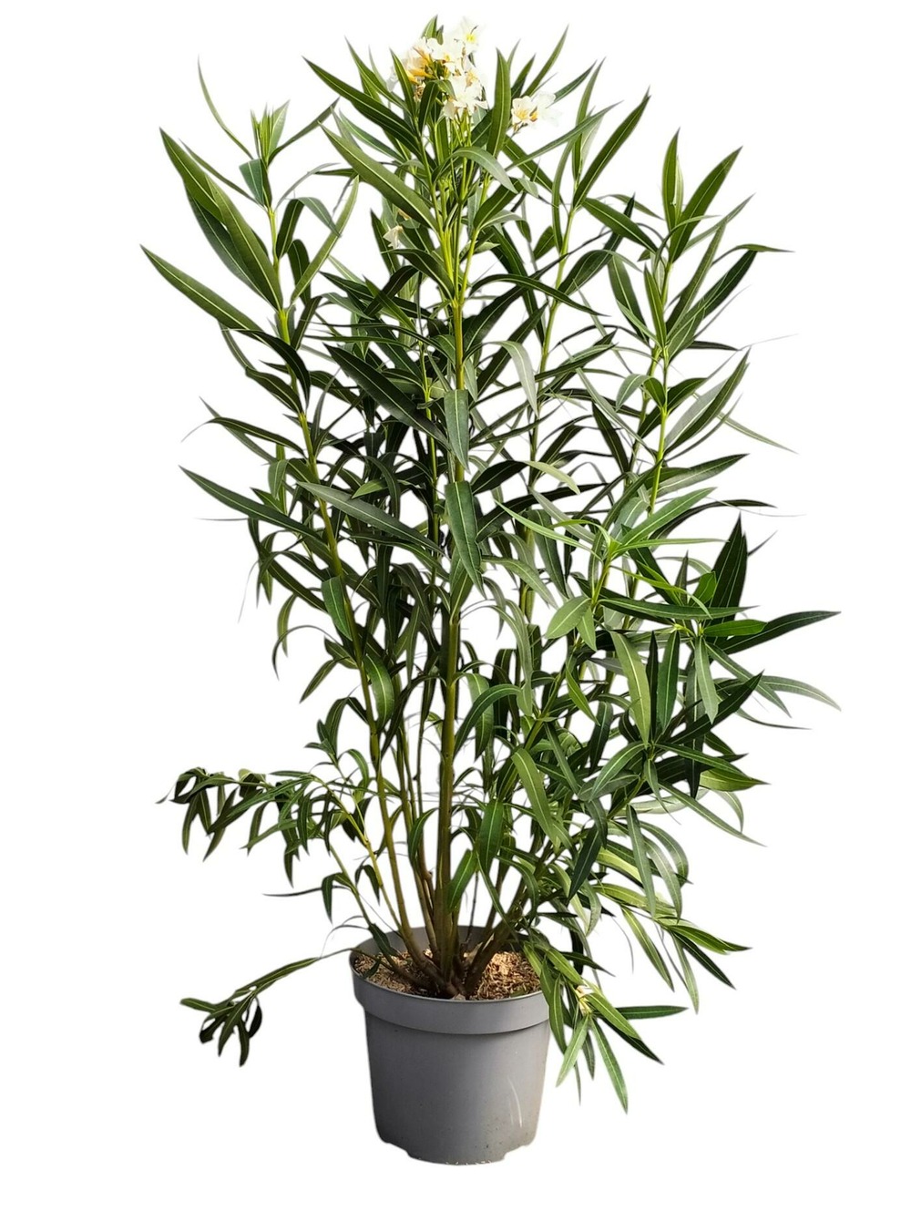 Laurier rose 'italia' - pot 15 l - h 140 cm