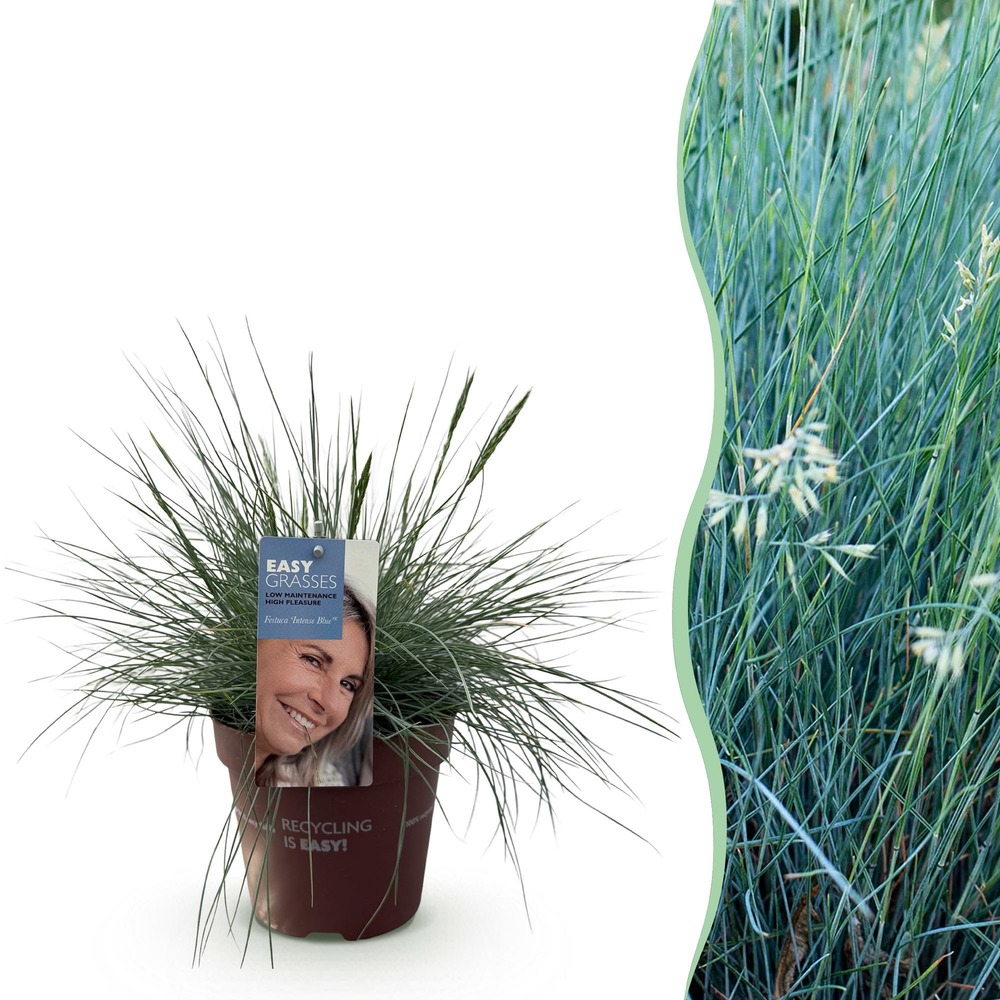 Festuca glauca intense blue – lot de 1 – pot 17 cm