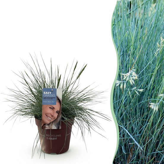 Festuca glauca intense blue – lot de 1 – pot 17 cm