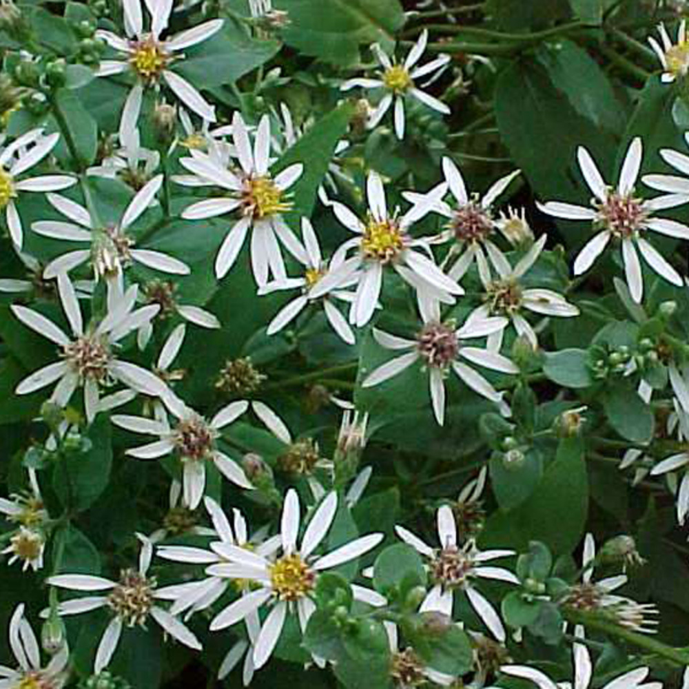 6 x aster divariqué - aster divaricatus - godet 9cm x 9cm