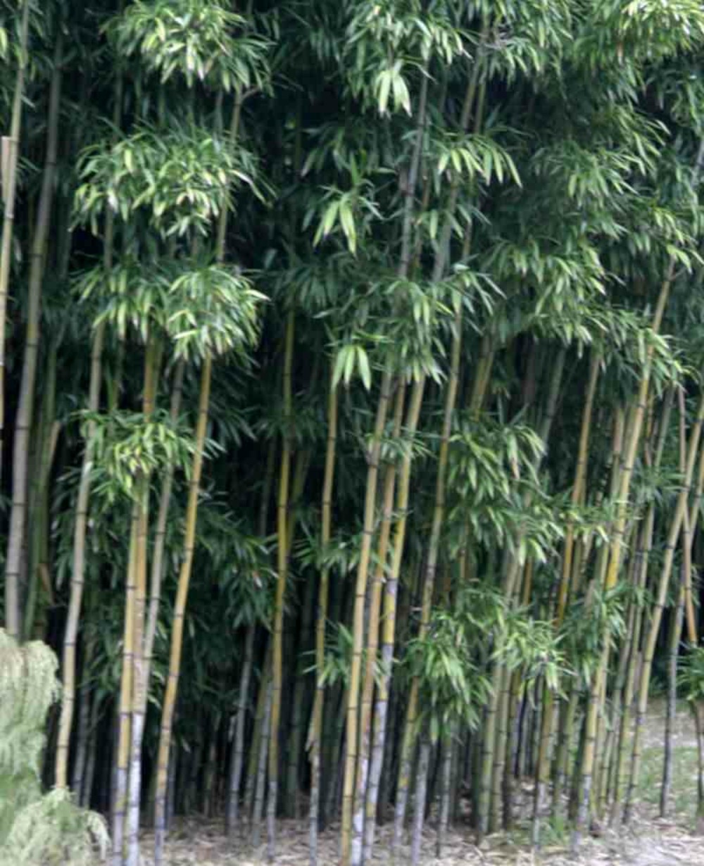 Semiarundinaria fastuosa var.viridis pot de 10l - 180/220cm