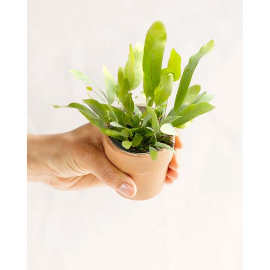 Mini phlebodium star 14cm - plante d'intérieur