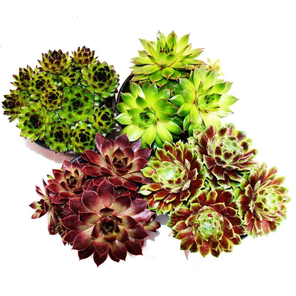 Houseleek - ensemble de 4 différents types de sempervivum