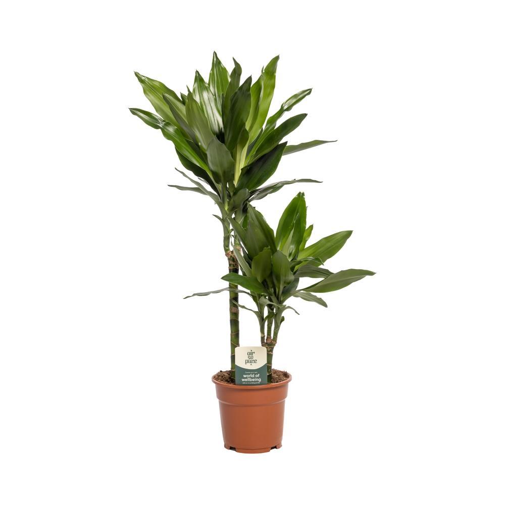 Plante d'intérieur - dracaena 'janet lind' 70.0cm