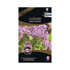 Graines de fleurs premium cléome spinosa violet queen