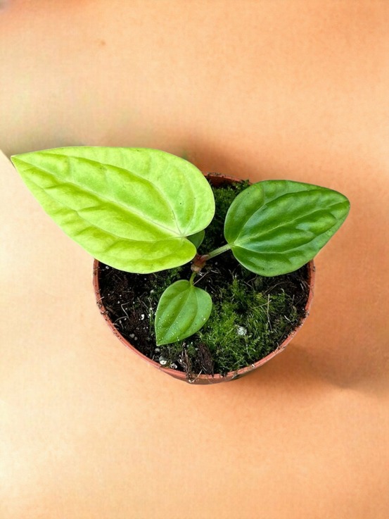 Anthurium villenaorum x luxurians