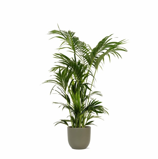 Kentia palm et son pot olive - hauteur 160cm