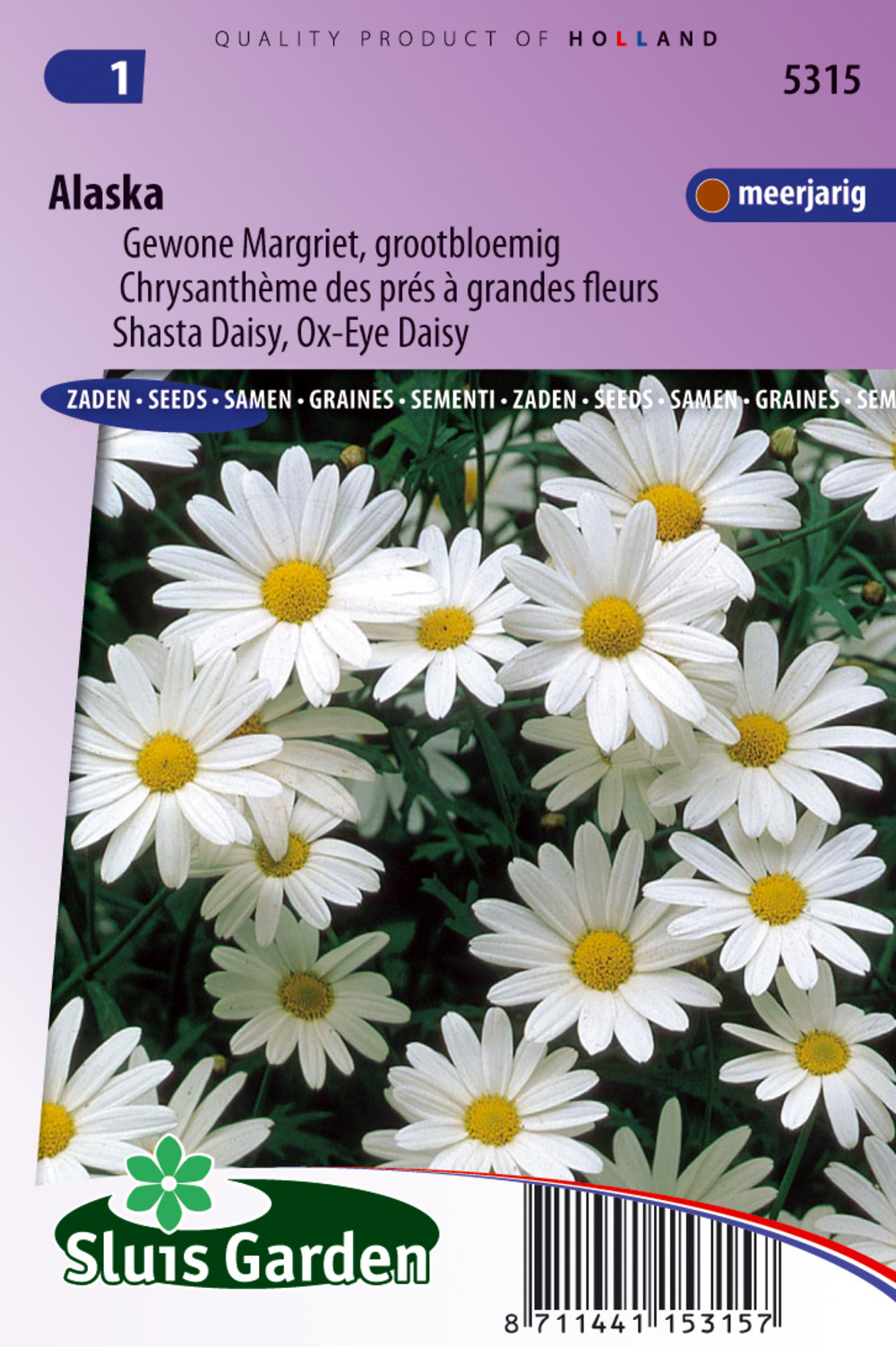 Chrysanthème des prés à grande flleurs alaska - graines de fleurs vivaces - ca. 0,4 g