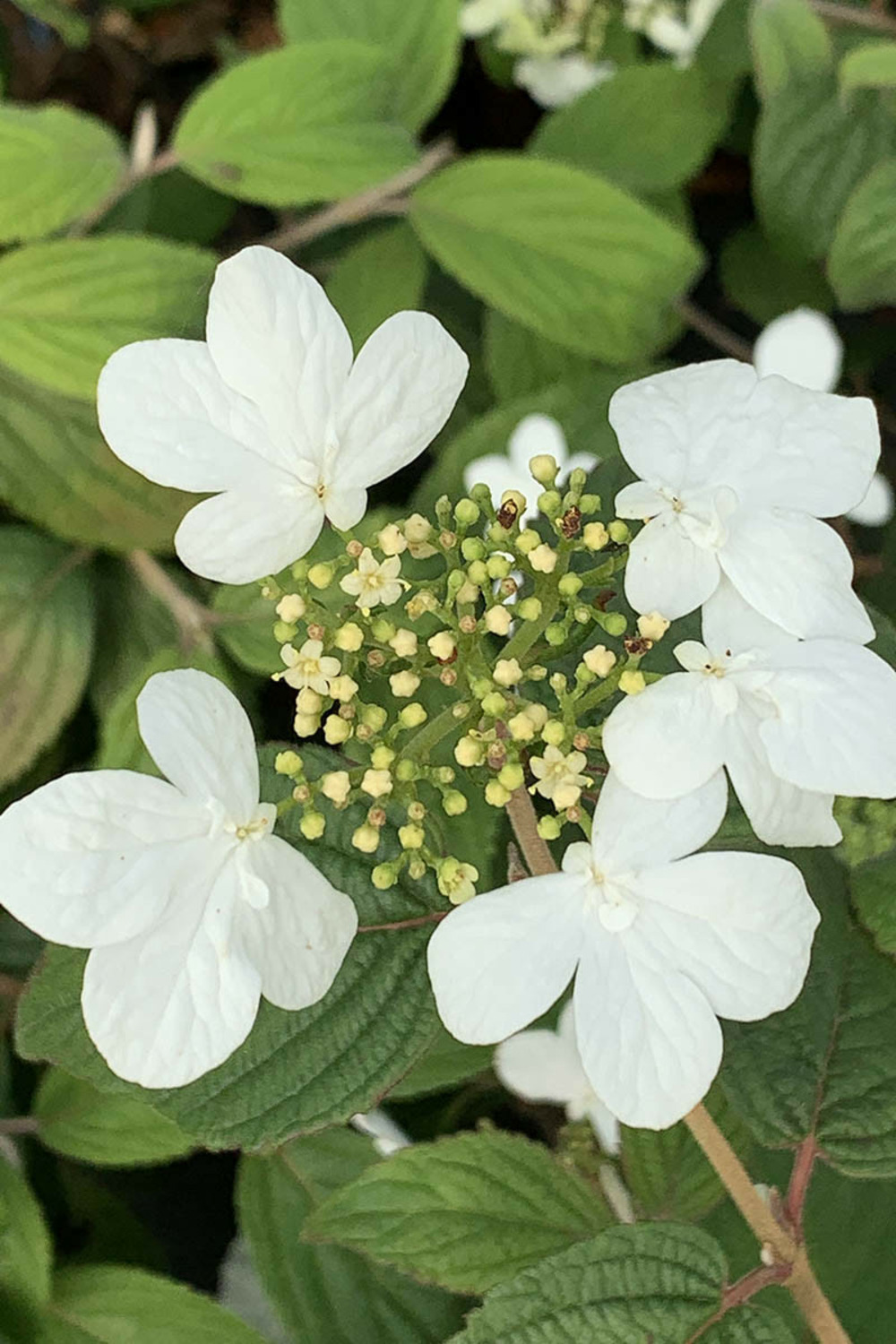 Viorne de chine 'watanabe' - en pot de 3 litres