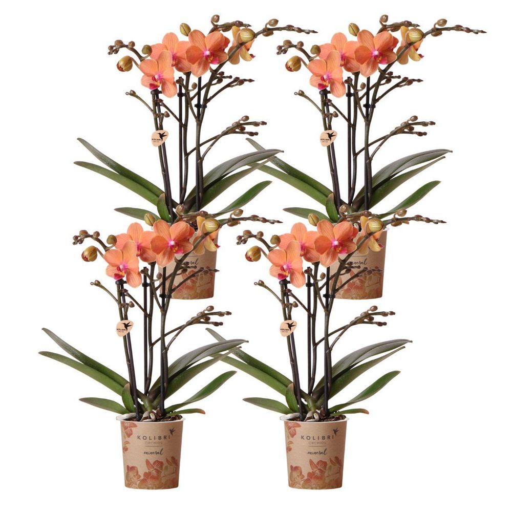 Lot de 4 orchidées phalaenopsis 'bolzano' orange - pot de 9cm - plantes d'intérieur