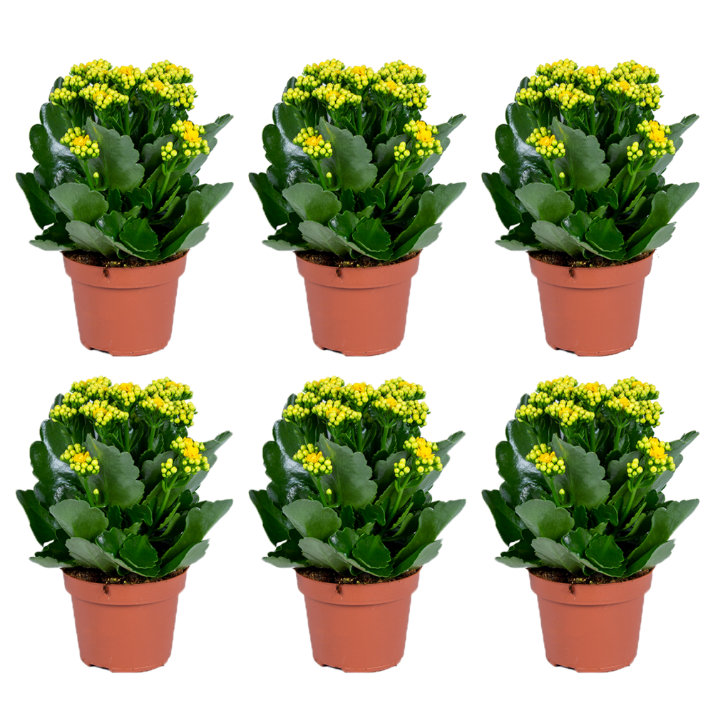 Kalanchoe - jaune par 6 pièces - plante d'extérieur et intérieur en pot ⌀12 cm - ↕25-30 cm