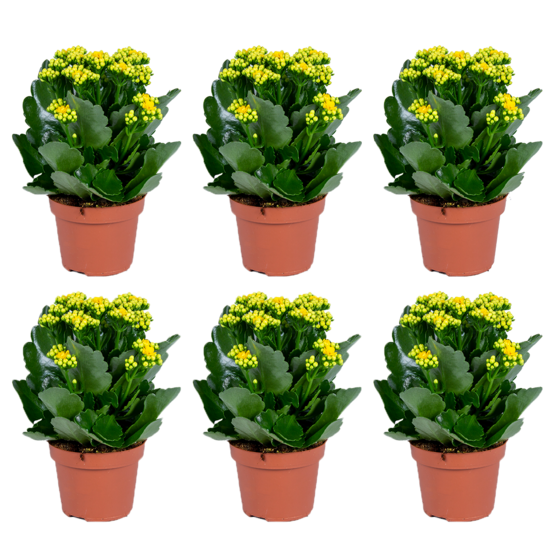 Kalanchoe - jaune par 6 pièces - plante d'extérieur et intérieur en pot ⌀12 cm - ↕25-30 cm
