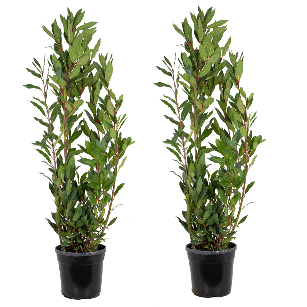 Lot de 2 - laurus nobilis - laurier vrai - plante de laurier - 80-100 cm de haut - pot 21 cm