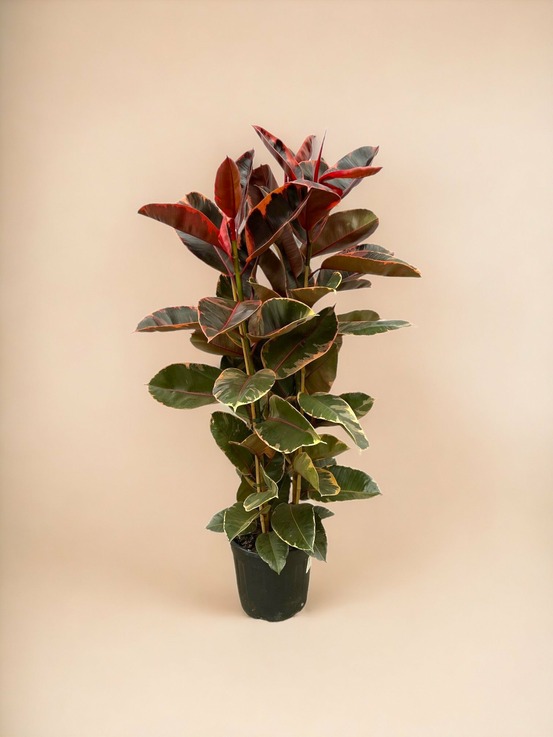 Ficus elastica belize 170cm - plante d'intérieur