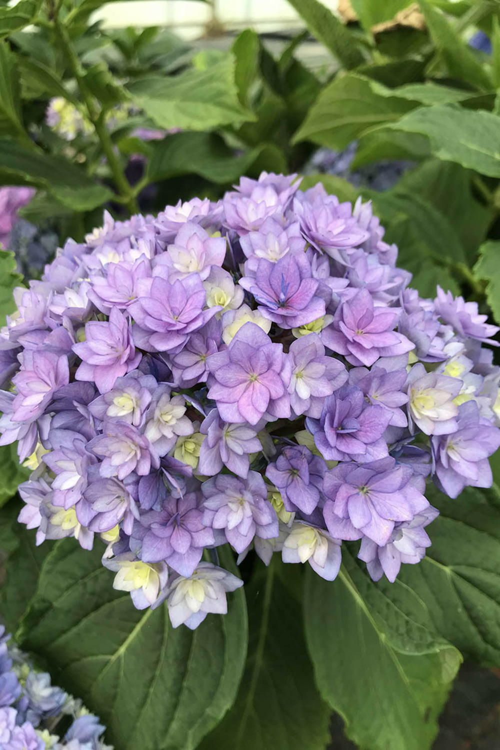 Hortensia macrophylla you and me ? 'together' - 5l