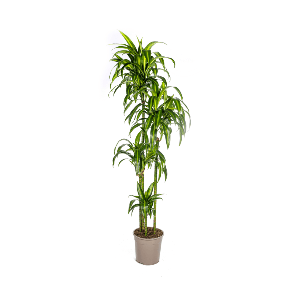 Dracaena deremensis hawaiian sunshine ø27cm - ↕170 - 190cm - plantes d'intérieur