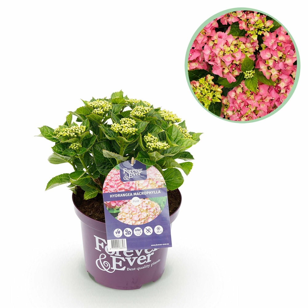 Hortensia forever & ever – pot 23 cm – hauteur 55 cm