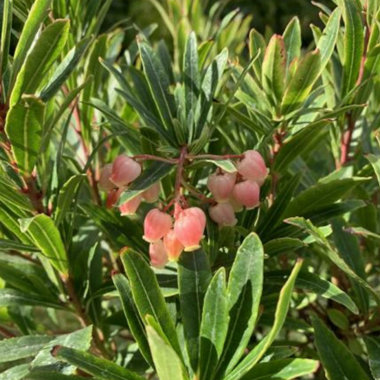 Arbousier, arbre aux fraises mercurius® 'bocarm' pot de 4l - 40/60 cm