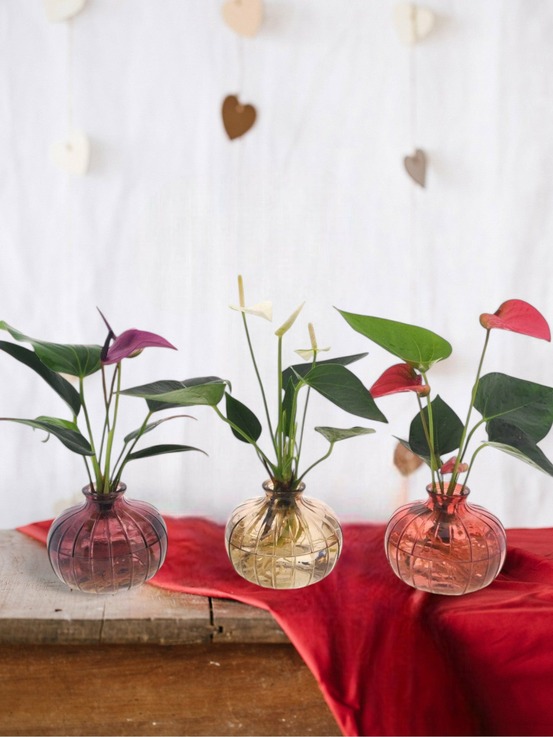 Trio d'anthurium en hydroculture avec leur vase nela