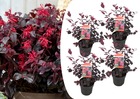 Loropetalum 'toujours rouge' - set de 4 - arbuste - pot 13cm - hauteur 25-35cm