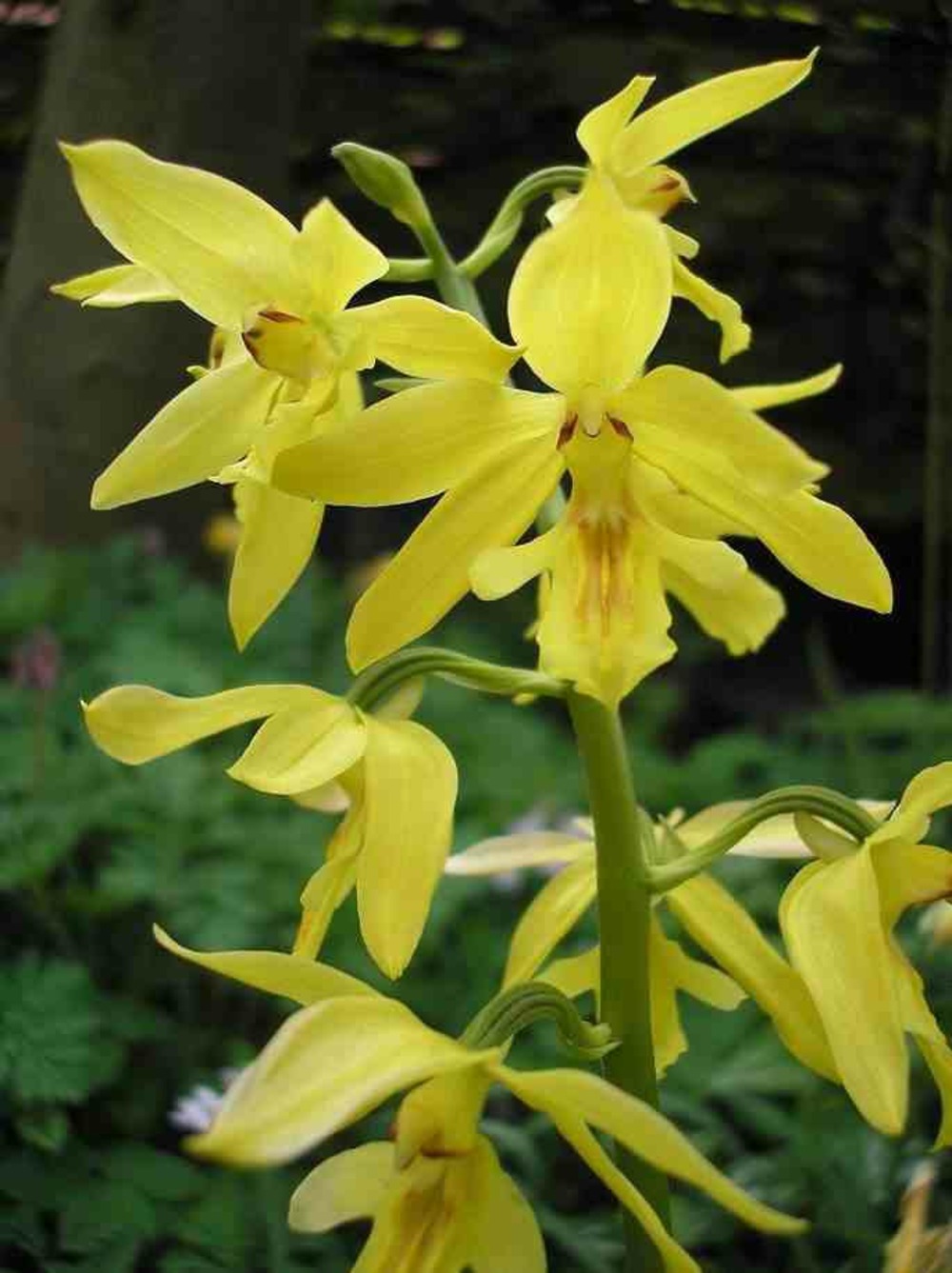 Calanthe sieboldiana- pot de 1 litre - 0/60 cm