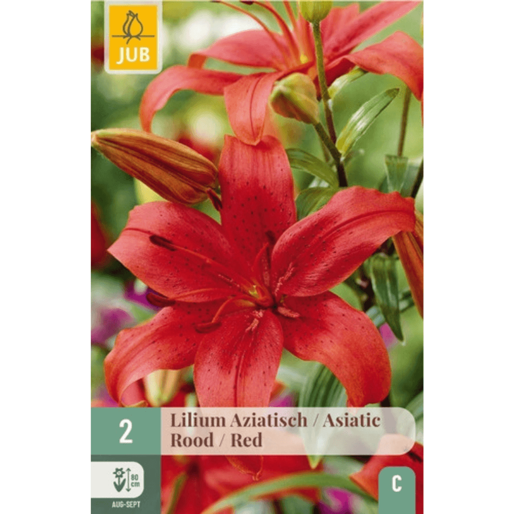 2 bulbes lys asiatic red rouge