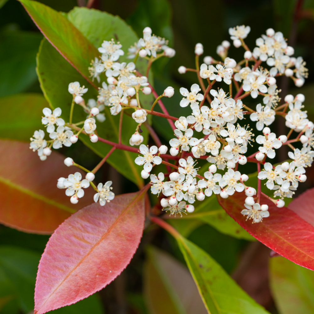 Photinia fraseri cassini marbré rose 40cm en pot