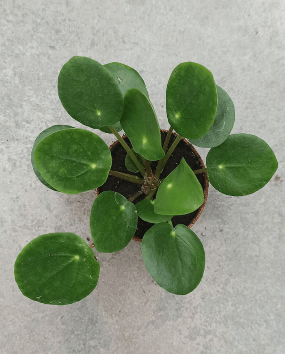 Pilea peperomioides - monnaie chinoise d. 6cm h. 15cm - plante d'intérieur