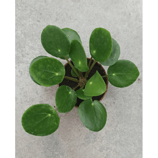 Pilea peperomioides - monnaie chinoise d. 6cm h. 15cm - plante d'intérieur