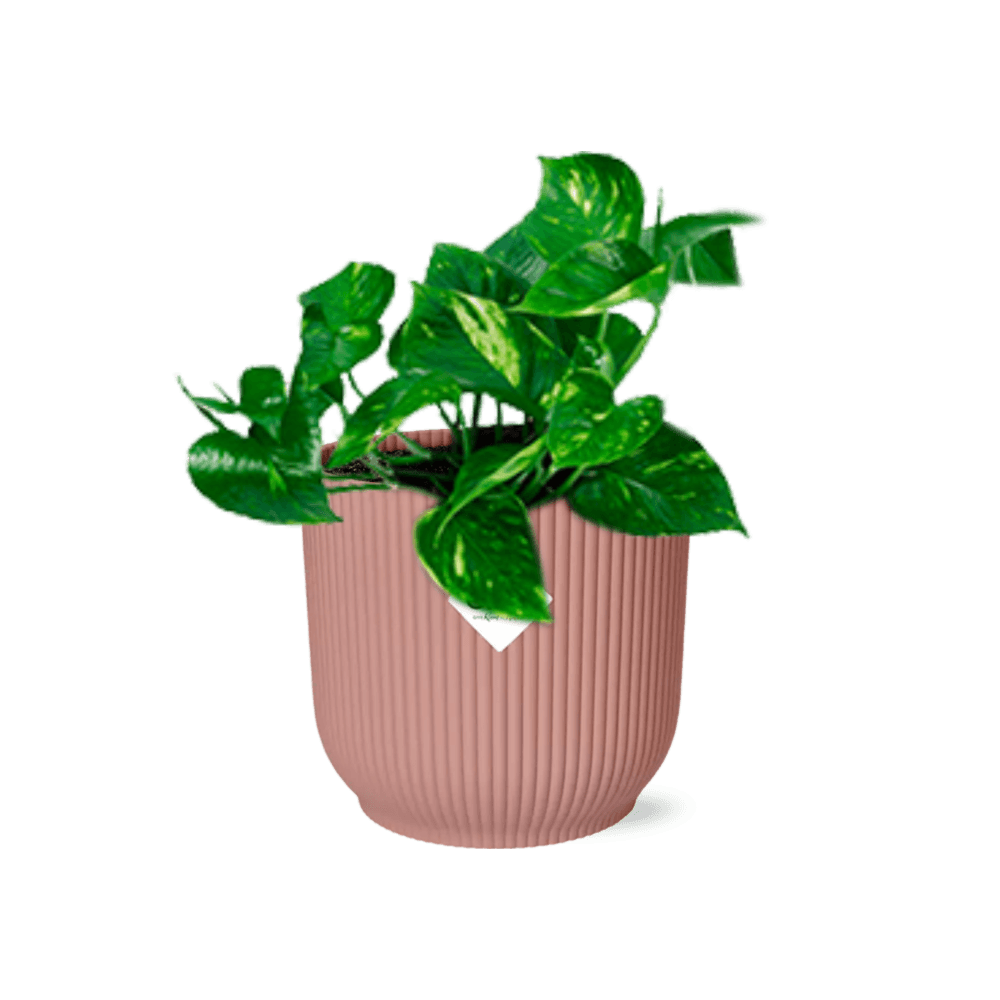 Epipremnum pinnatum ‘aureum’ in elho vibes fold 14cm roze - plantes d'intérieur