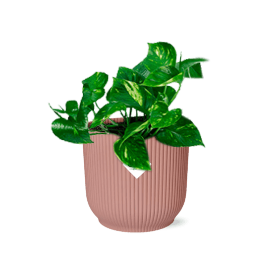 Epipremnum pinnatum ‘aureum’ in elho vibes fold 14cm roze - plantes d'intérieur